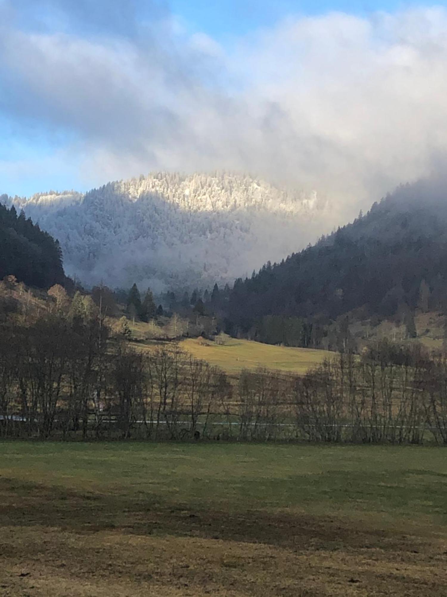 Forest Apartment-Forest Escape Menzenschwand St. Blasien Bagian luar foto