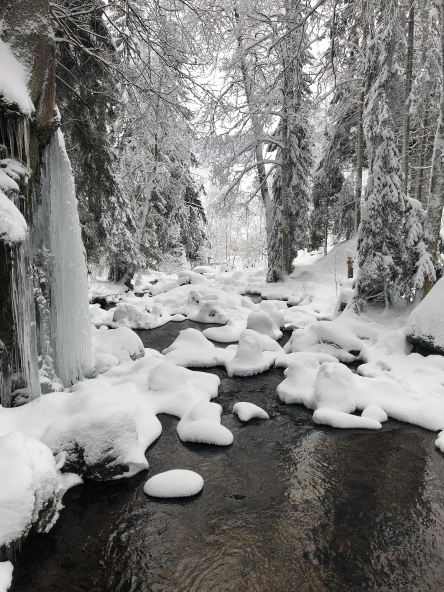 Forest Apartment-Forest Escape Menzenschwand St. Blasien Bagian luar foto