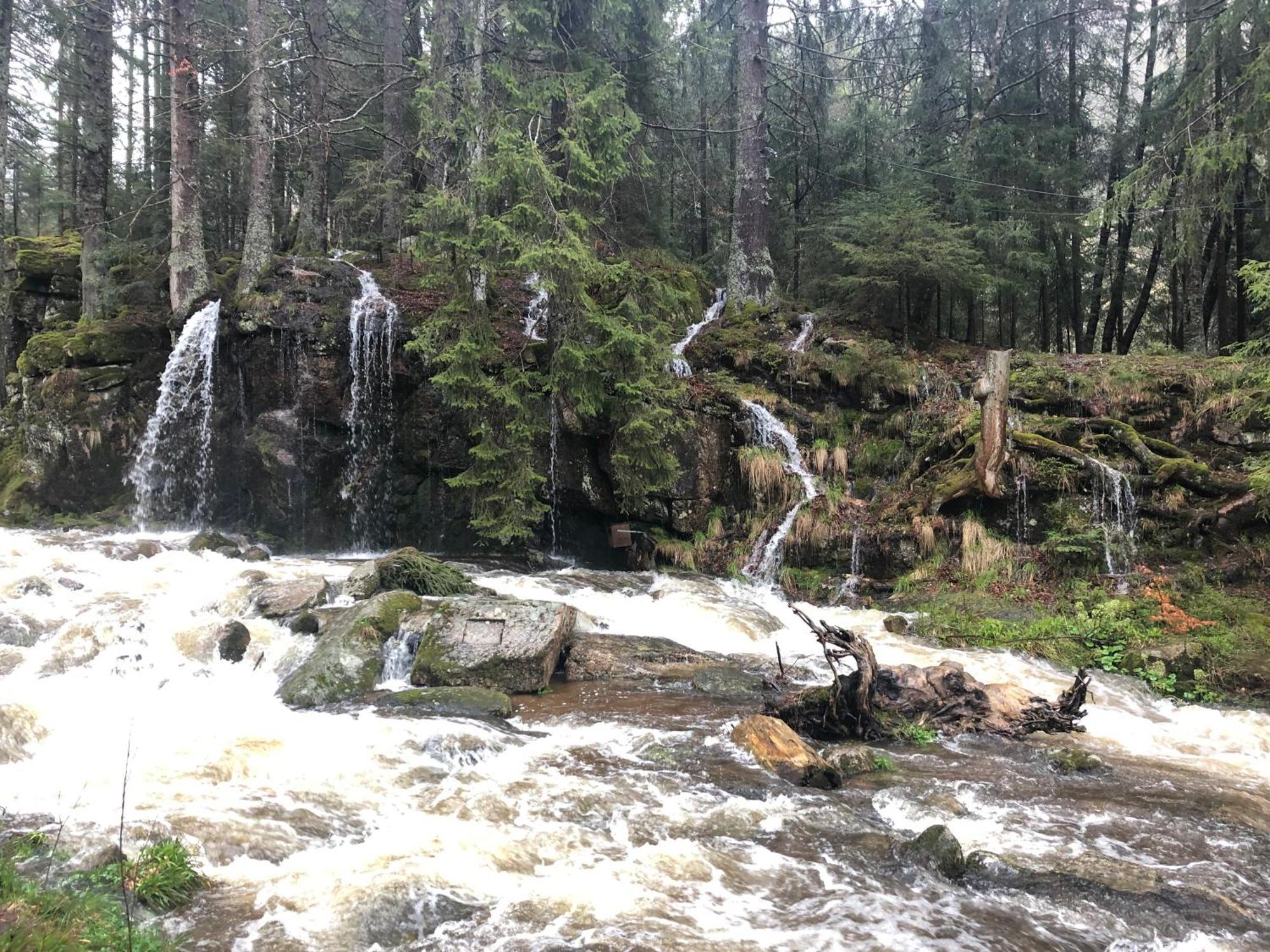 Forest Apartment-Forest Escape Menzenschwand St. Blasien Bagian luar foto